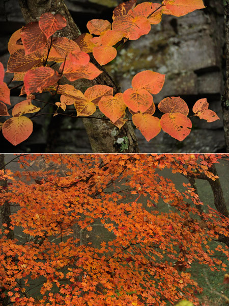 紅葉
