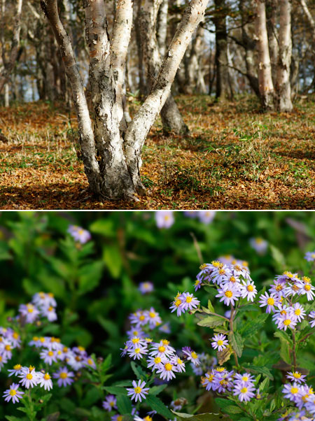 久しぶりにSTF 135mmを使う