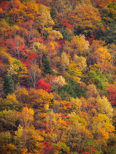 紅葉の山（i-finishの効果）