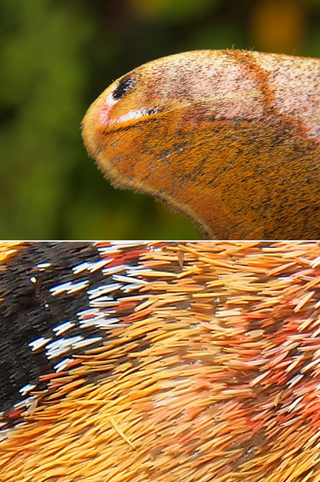 ヒメヤママユの翅端の模様