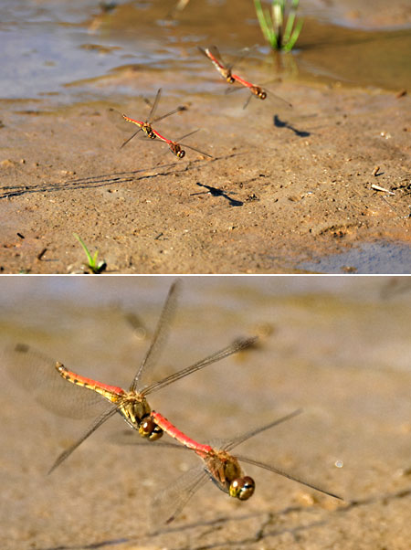 ケンコー1.4X テレコンを使ってみる