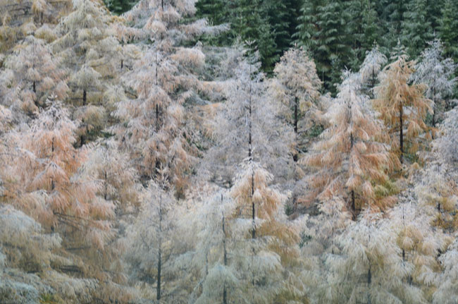 カラマツに付いた雨氷