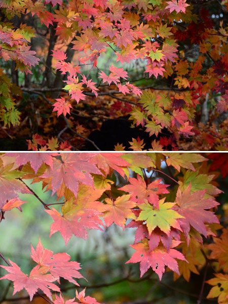 D7000の高感度特性