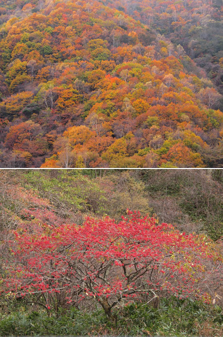 紅葉とマユミ
