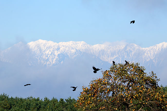柿の木とカラス