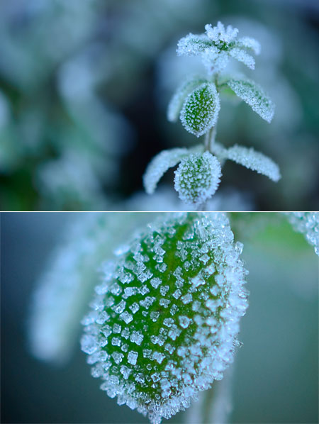 マクロレンズ開放ではアングルとピントあわせが重要