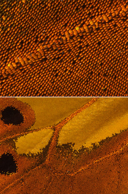 E-5の解像感（蝶の翅）