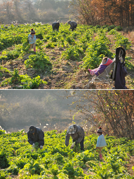 大根の収穫