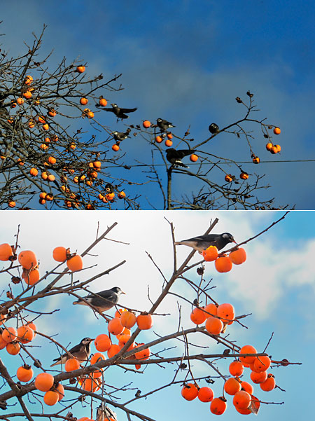 柿の実とムクドリ