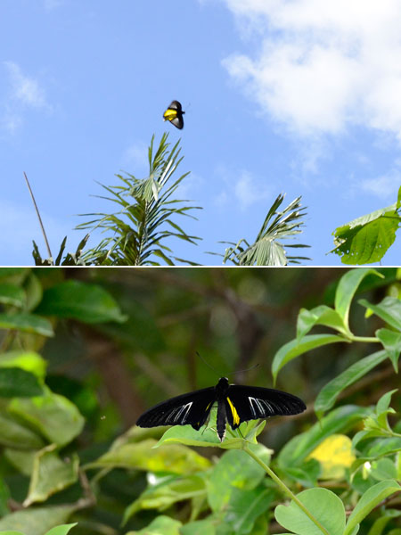 フィリピンキシタアゲハ