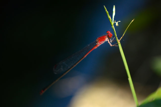 赤いイトトンボ