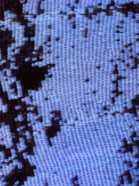 ルリタテハの鱗粉