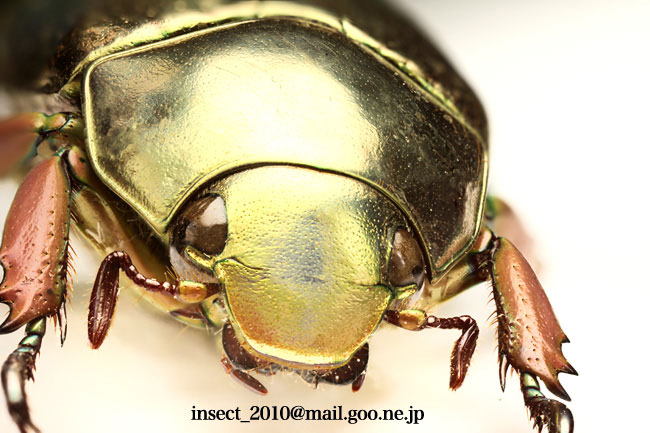 キンイロコガネ