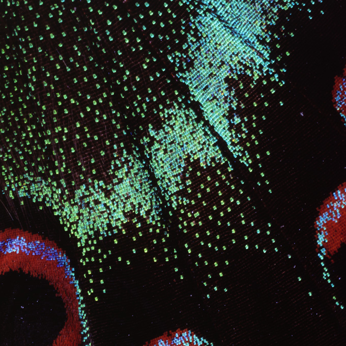 ミヤマカラスアゲハの鱗粉