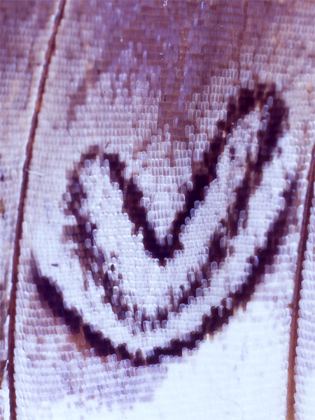 シュライベリーフタオチョウの翅のV字模様