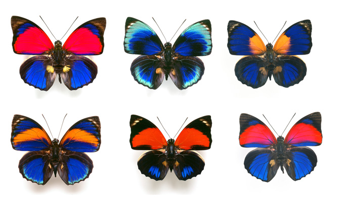 世界最美のチョウ