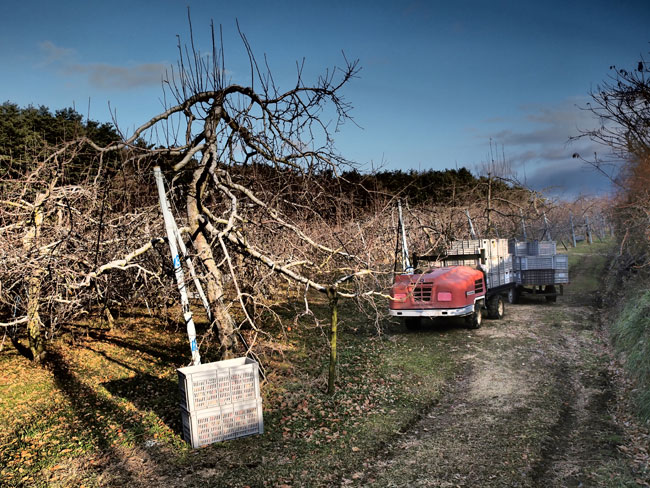 初冬のリンゴ畑