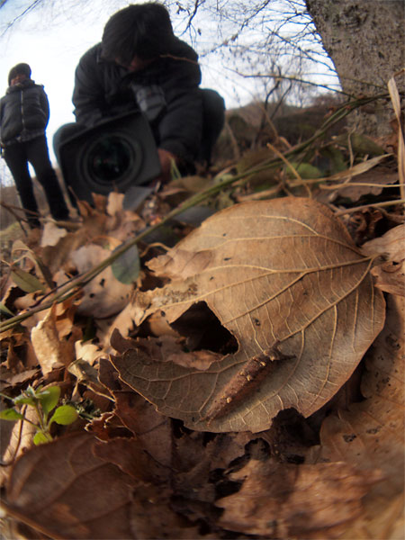 オオムラサキの越冬幼虫