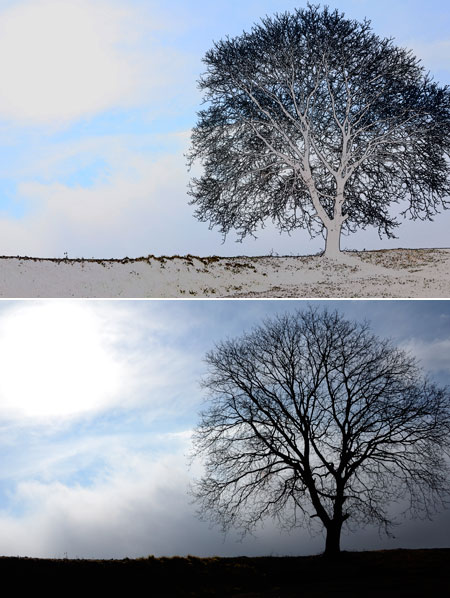カラースケッチ３　クルミの木
