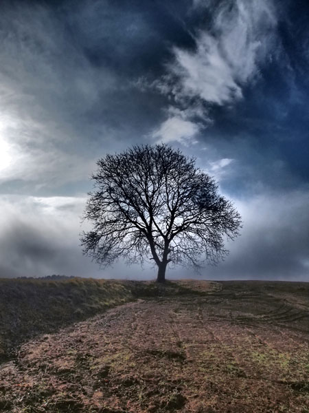 ドラマチックトーンでクルミの木