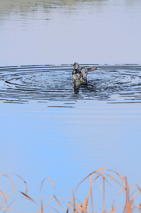 キンクロハジロをカラースケッチ