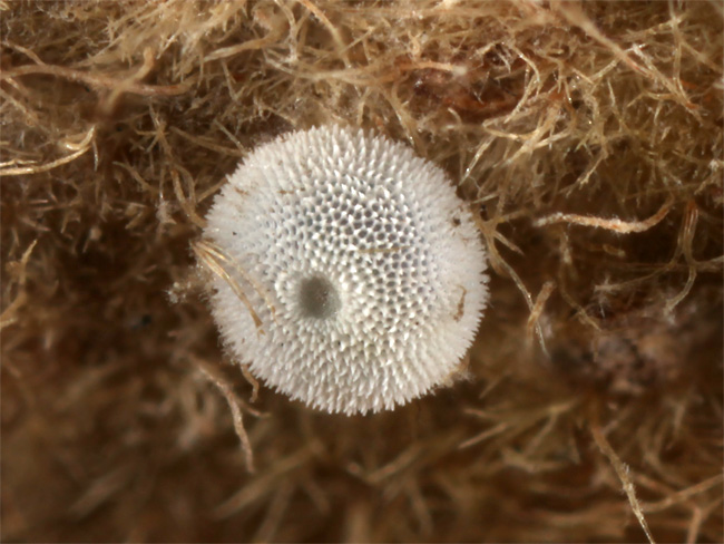 ハヤシミドリシジミの卵