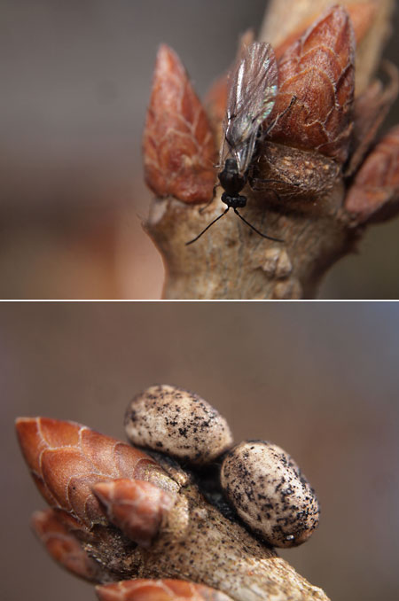 コナラの枝先で