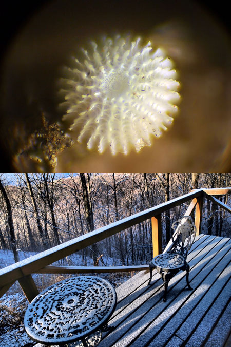 メスアカミドリシジミの卵