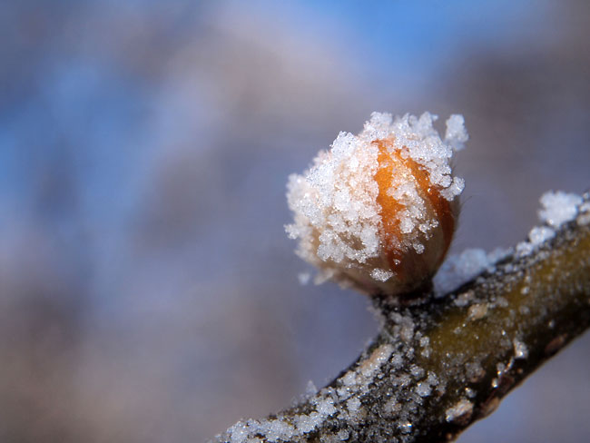 ダンコウバイの冬芽を改造ズームマクロで