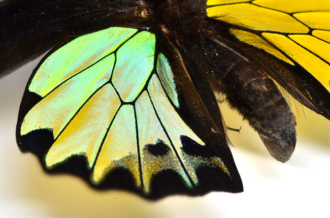 チョウの構造色を撮る