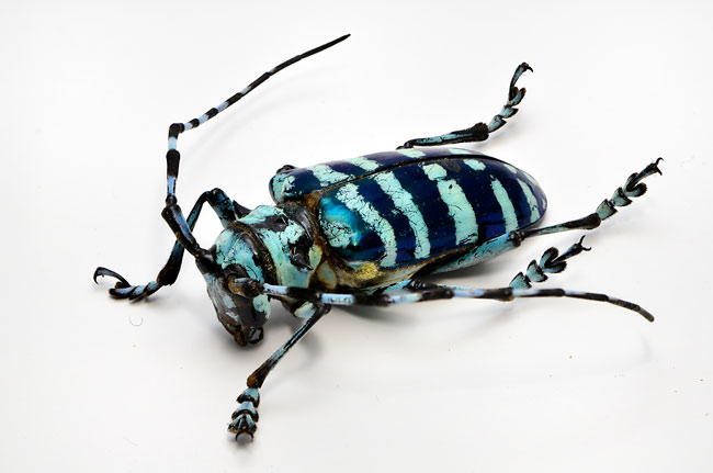 マレーアオジマカミキリ