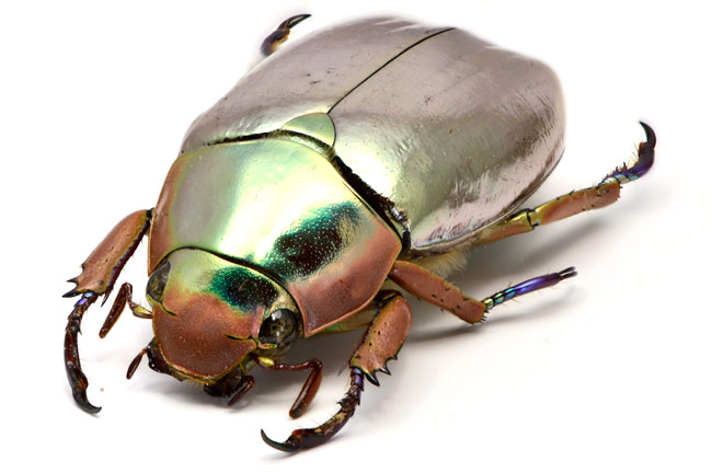 コガネムシは金持ちだ