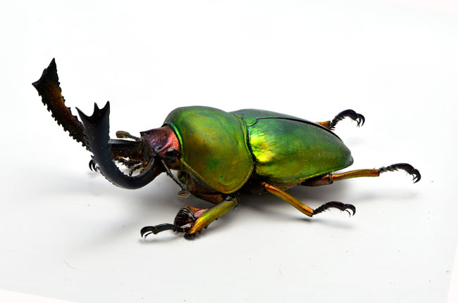 パプアキンイロクワガタ