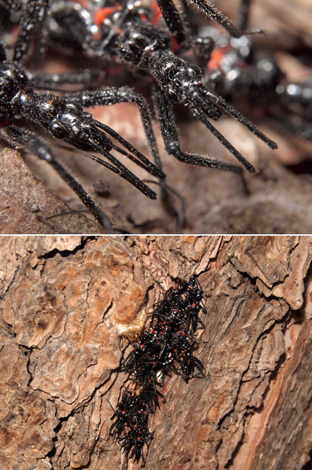 ヨコヅナサシガメ