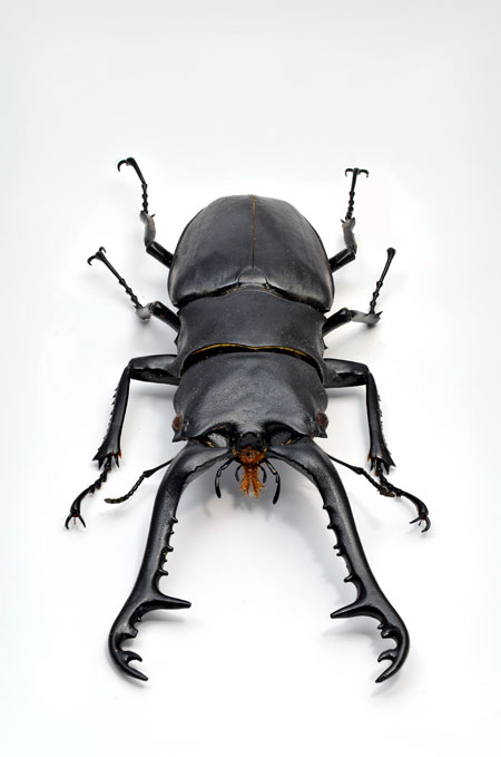 ギラファノコギリクワガタ