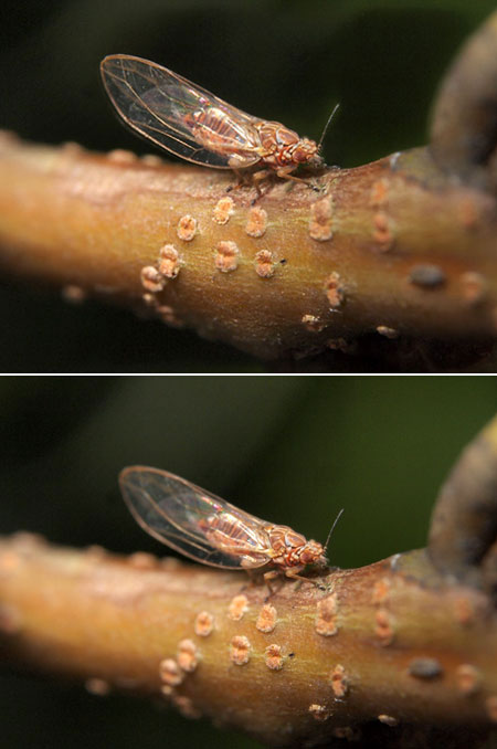 シラカシにいたキジラミの一種