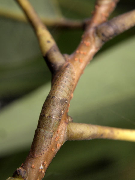 隠れているのは誰