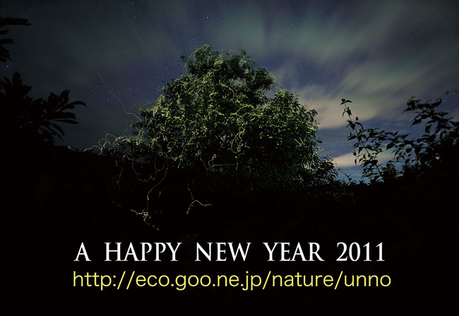 フィリピンのホタルの木