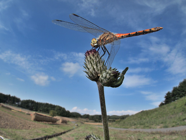 フィッシュアイコンバーター FCON-P01