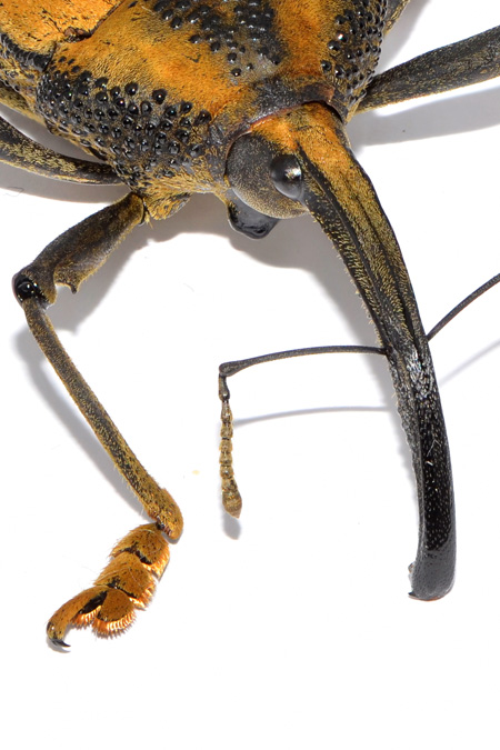 オサゾウムシの1種