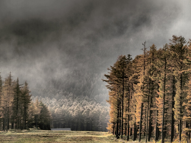 ドラマチックトーンで撮った秋のカラマツ林