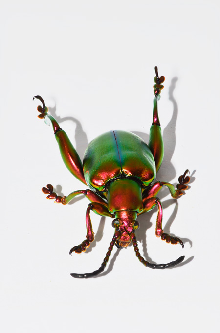 モモブトハムシ