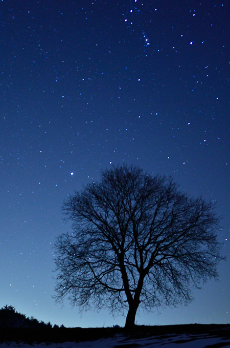 星空のクルミの木