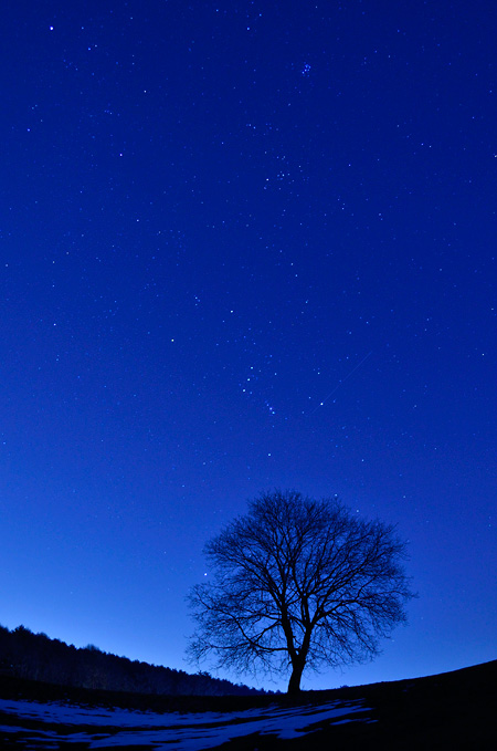 今日も星空とクルミの木