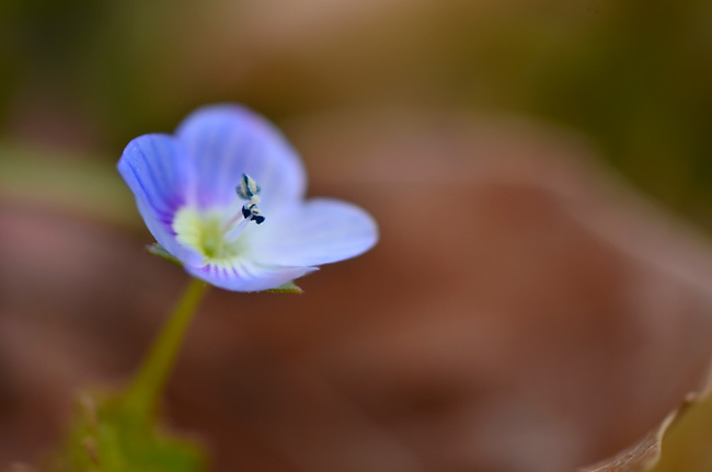 オオイヌノフグリ