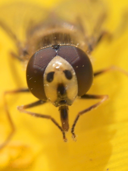 ヒラタアブの顔