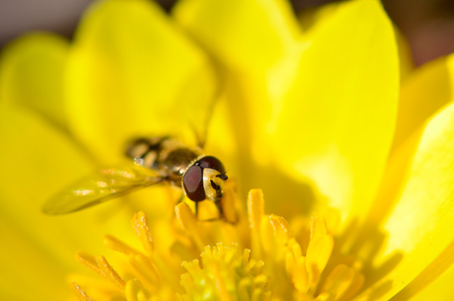 フクジュソウに来たアブ