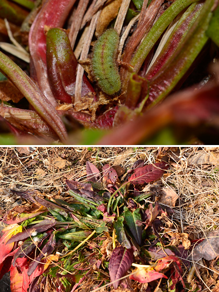 ベニシジミの幼虫の顔