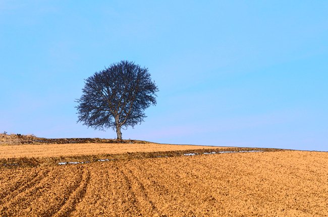 クルミの木をスケッチモードで