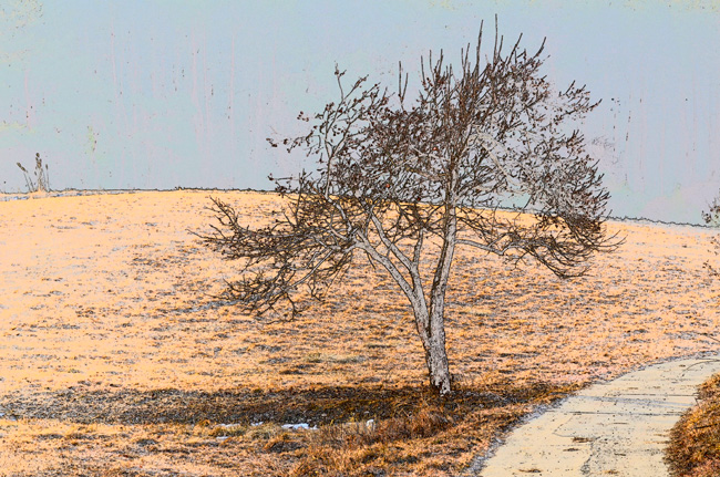 柿の木をカラースケッチ